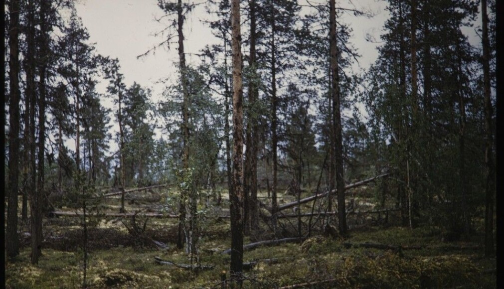 According to the Store Norske Leksikon, forests that can be called primeval forests are found in Pasvik, Gutulia by Femunden and in Trillemarka. This picture is from Øvre Pasvik in 1955. According to the Store Norske Leksikon, forests that can be called primeval forests are found in Pasvik, Gutulia by Femunden and in Trillemarka. This picture is from Øvre Pasvik in 1955.