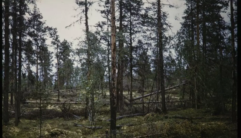 According to the Store Norske Leksikon, forests that can be called primeval forests are found in Pasvik, Gutulia by Femunden and in Trillemarka. This picture is from Øvre Pasvik in 1955.