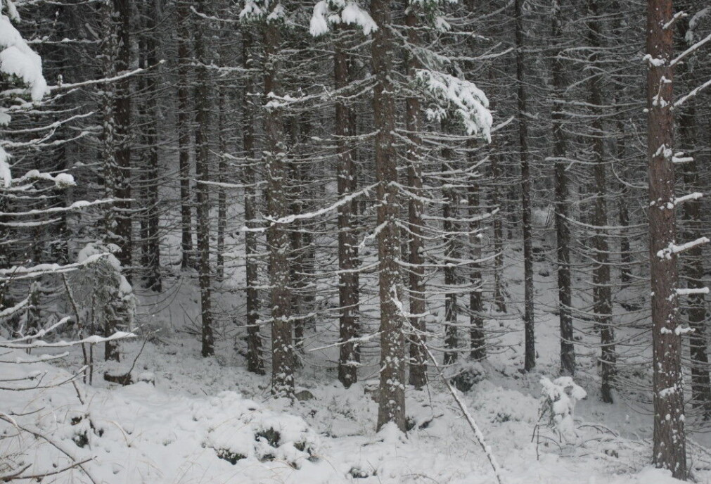In the spruce forest up towards Skotjernfjell, the trees are close together and are all the same size. Bølstad calls this an extreme variant of planted forest. In the spruce forest up towards Skotjernfjell, the trees are close together and are all the same size. Bølstad calls this an extreme variant of planted forest.