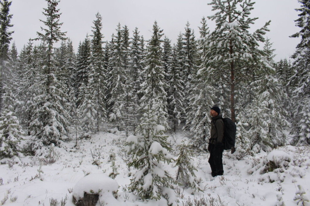 A field of planted spruce trees lies in between patches of old forest. A field of planted spruce trees lies in between patches of old forest.