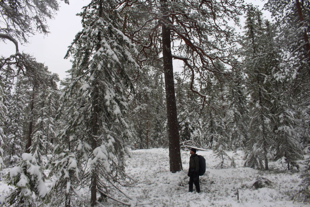 The forest reserve contains trees of different ages, heights and growth forms. The forest reserve contains trees of different ages, heights and growth forms.