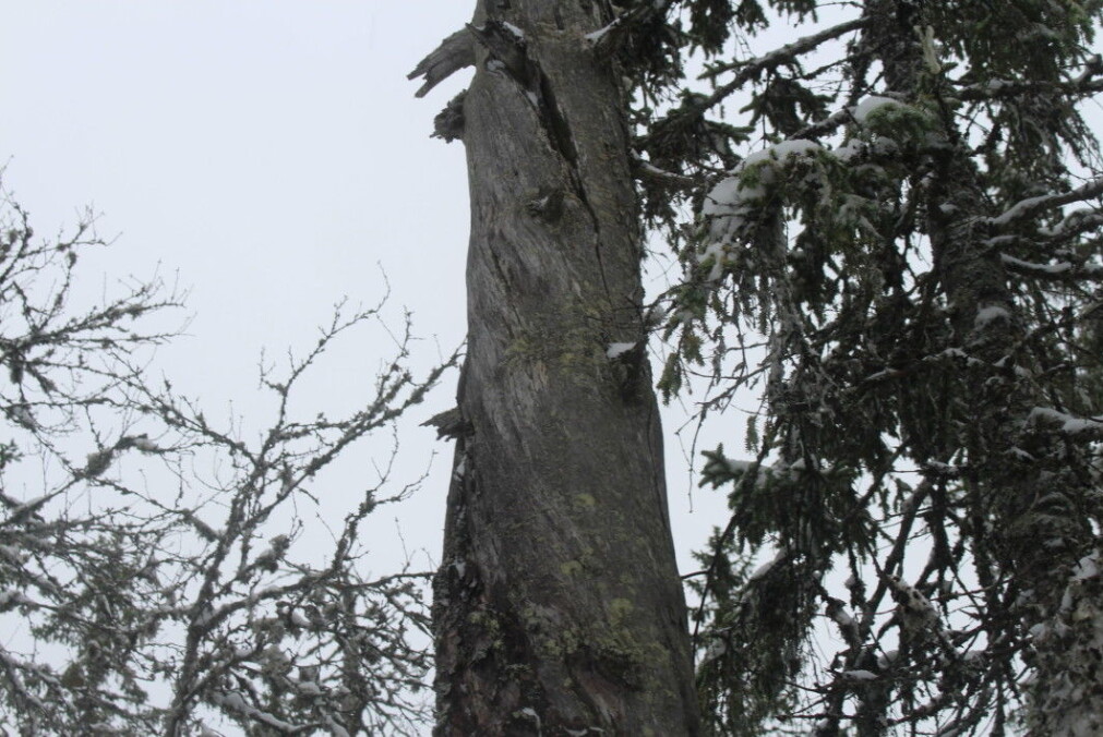 A dead or dying tree can be home to insects, lichens or fungi. A dead or dying tree can be home to insects, lichens or fungi.