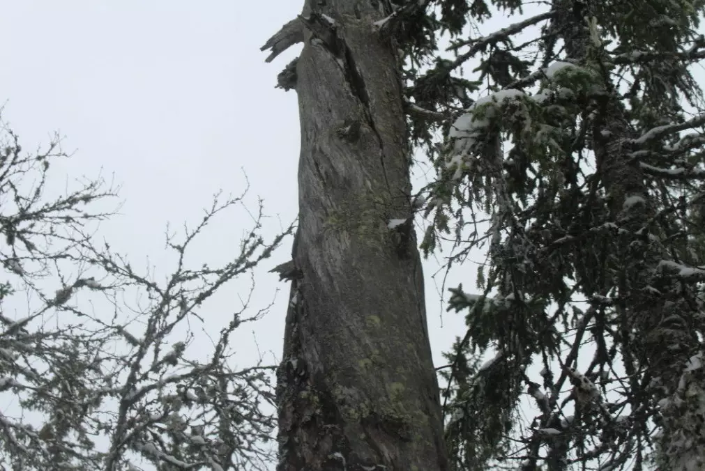 A dead or dying tree can be home to insects, lichens or fungi.