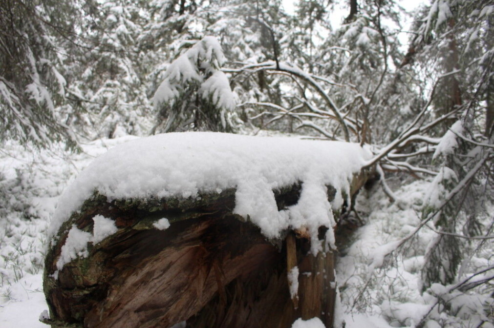 A big old tree that has fallen in the natural forest on Skotjernfjell. A big old tree that has fallen in the natural forest on Skotjernfjell.