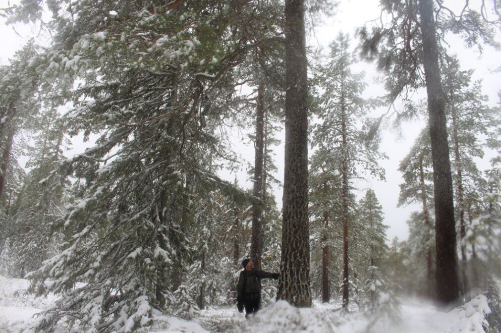 Mikkel Soya Bølstad was a young boy when he first became aware of the existence of old forests. Mikkel Soya Bølstad was a young boy when he first became aware of the existence of old forests.