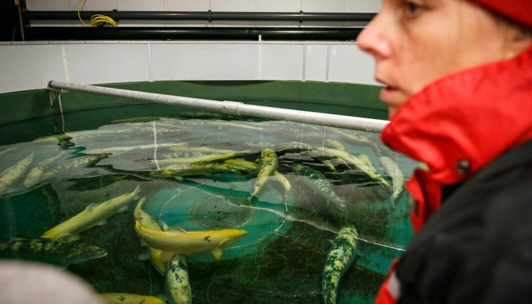 El objetivo del salmón CRISPR estéril noruego es que el pescado no se mezcle con el salmón salvaje en caso de fuga, para proteger al salmón salvaje.