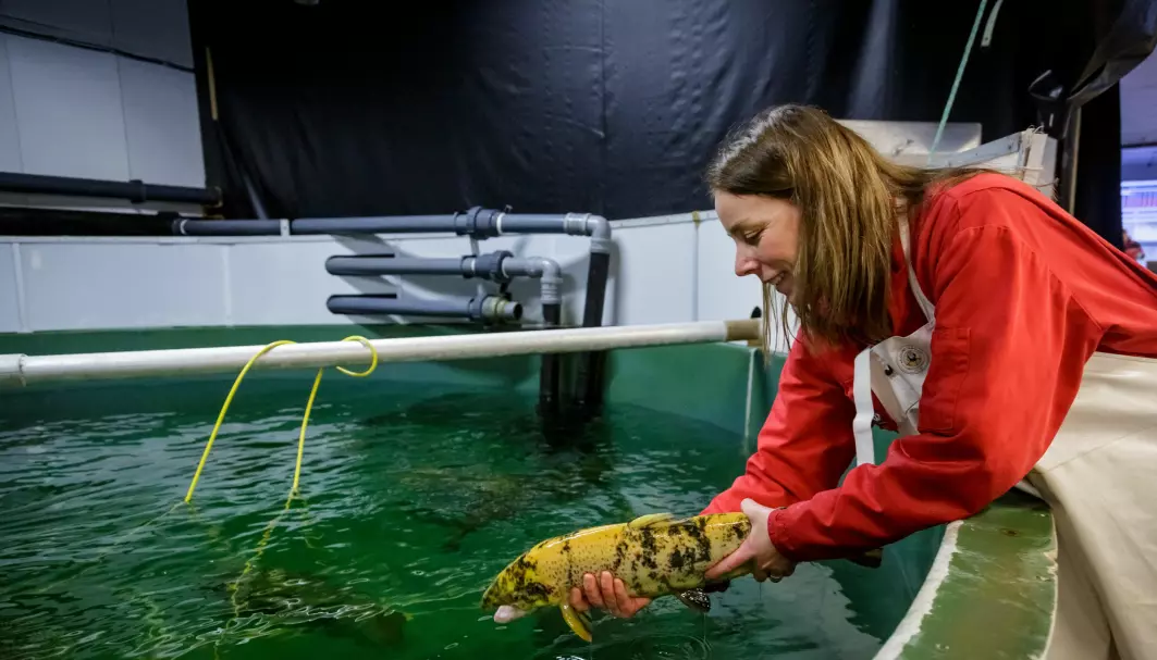 Strawberries, lettuce and garden plants are among the things Norwegian researchers are using CRISPR on thus far. Anna Wargelius uses the method for genetic editing on salmon.