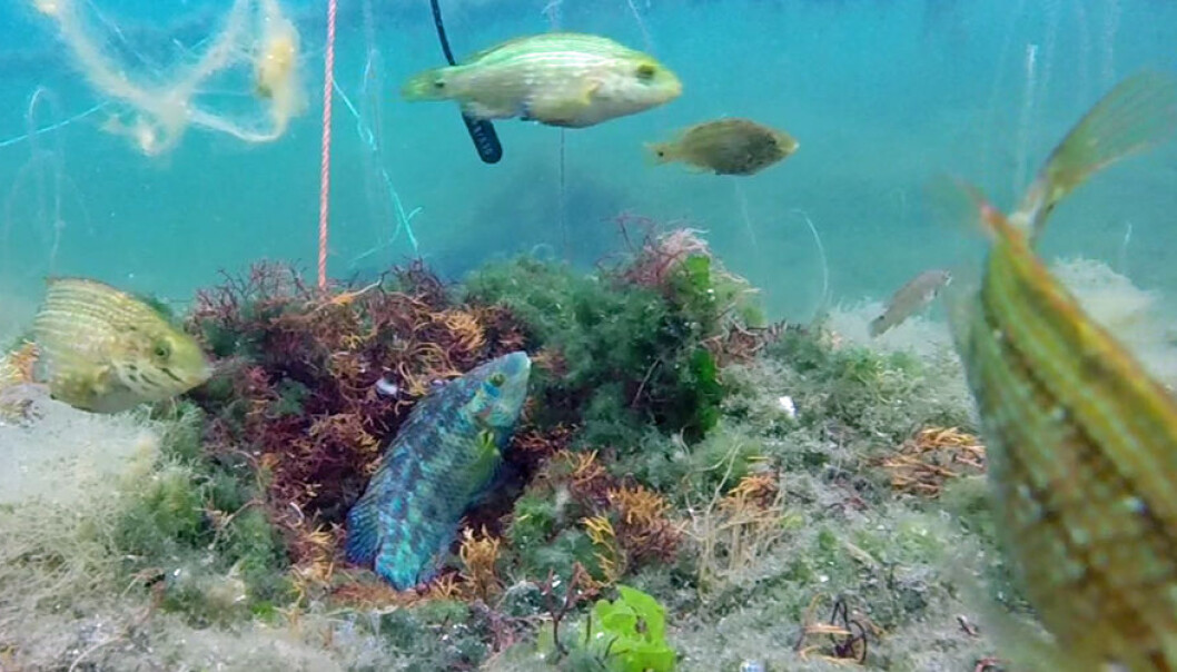 A snap shot of one of the corkwing nests - with a male inside the nest and some females surrounding the nest (the hydrophone is also seen in this picture). A snap shot of one of the corkwing nests - with a male inside the nest and some females surrounding the nest (the hydrophone is also seen in this picture).