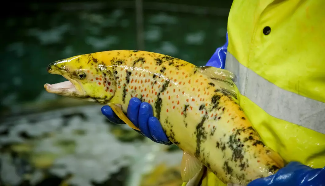 But why is the salmon yellow? The researchers inactivated the gene that gives salmon their colour. While not necessary, it gives you a good idea of whether the gene editing to make it sterile has worked. It also makes it easy for the scientists to distinguish the modified salmon from other salmon at a glance.