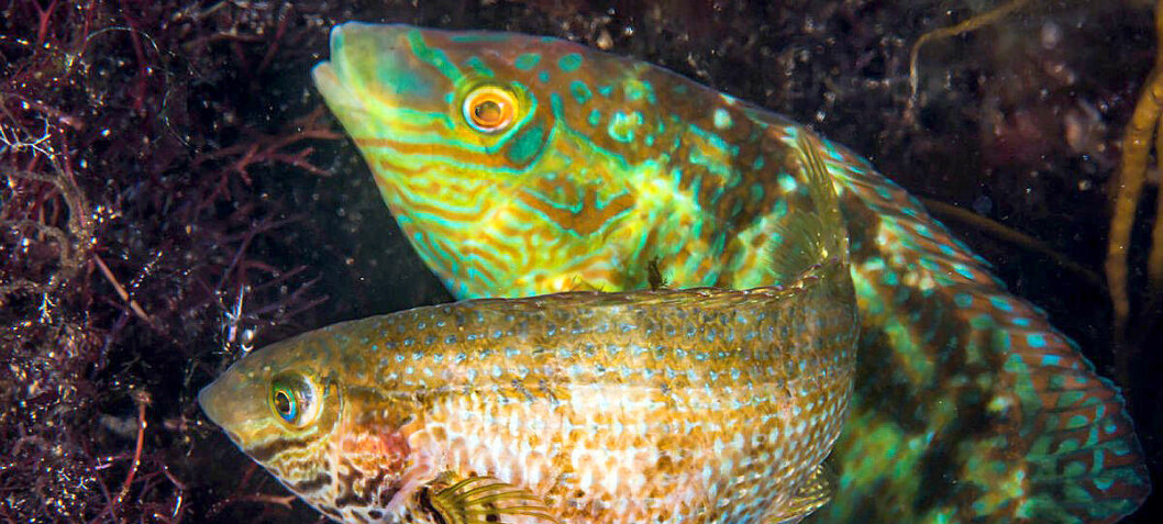 This fish grunts when it is ready to have sex