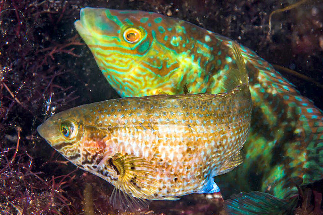 This Fish Grunts When It Is Ready To Have Sex This Fish Grunts When It Is Ready To Have Sex