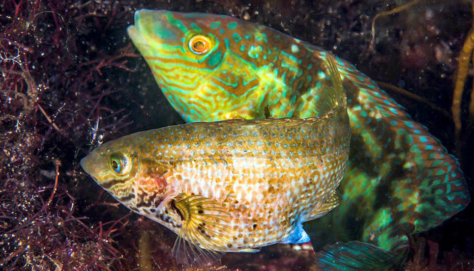 Grunt, click and plop is the language of the corkwing wrasse, a fish native to the eastern Atlantic Ocean from Norway to Morocco. This picture shows a colourful corkwing wrasse male in his nest, where he is visited by a slightly less colourful female.