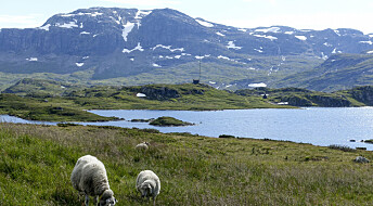 Browner, but better water in Norwegian lakes