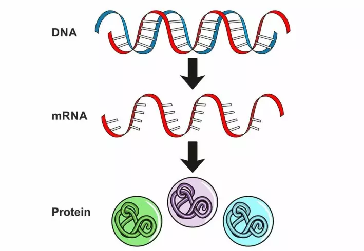 DNA is our genetic code, a bit like a cookbook with lots of recipes. In order for a gene encoded in DNA to cause something to happen in the body, a messenger is first needed to inform the cells what to produce. The messenger is called mRNA and is a short-lived copy of DNA. mRNA tells the cells which proteins to make.