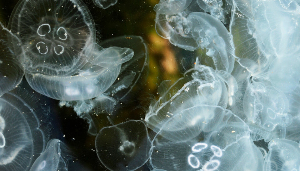 Jellyfish do well in darker water because they don’t need to see their prey to catch it.