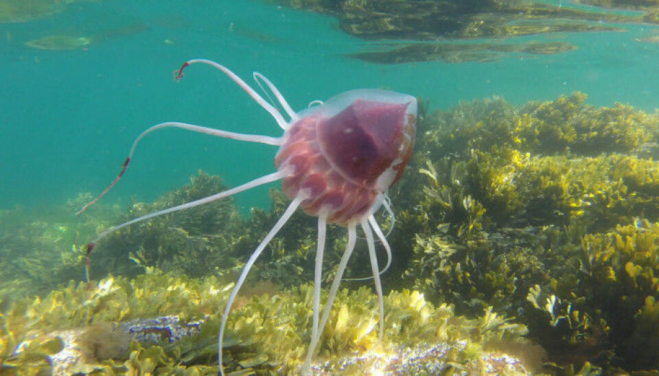 The reddish helmet jellyfish normally lives in deep water.