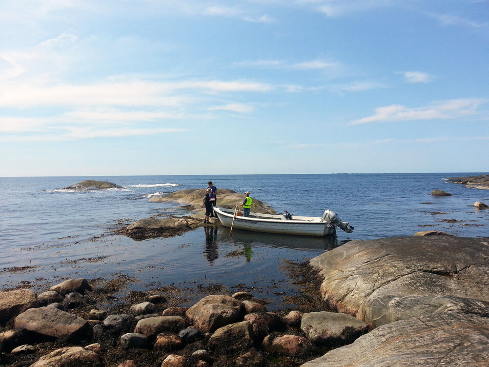 On the Swedish west coast. The tidal zone is diverse, and the shore snail is a popular marine snail species for evolutionary geneticists. This picture is from Bohuslän on the west coast of Sweden.