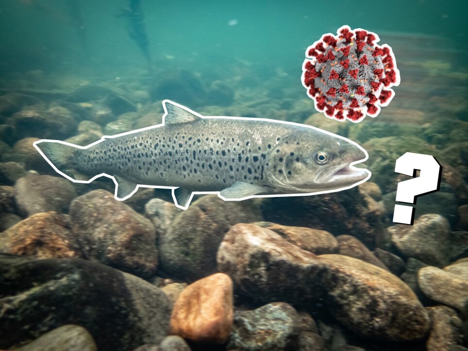 It is (almost) certain that this sea trout won’t catch a coronavirus.