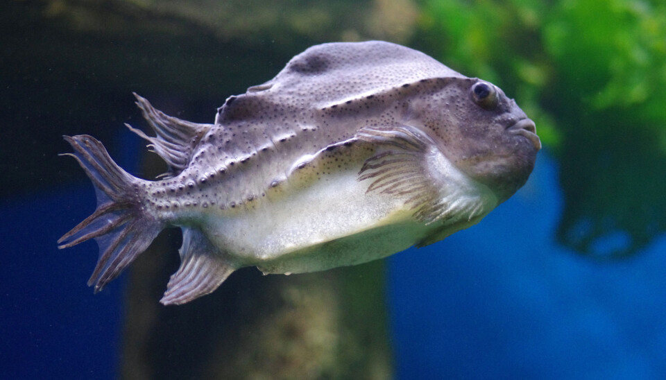 Cleaner fish do not currently have any use when they stop eating lice off farmed salmon, and at best they end up as animal feed after being slaughtered. But what if we humans could have this fish for dinner too?.