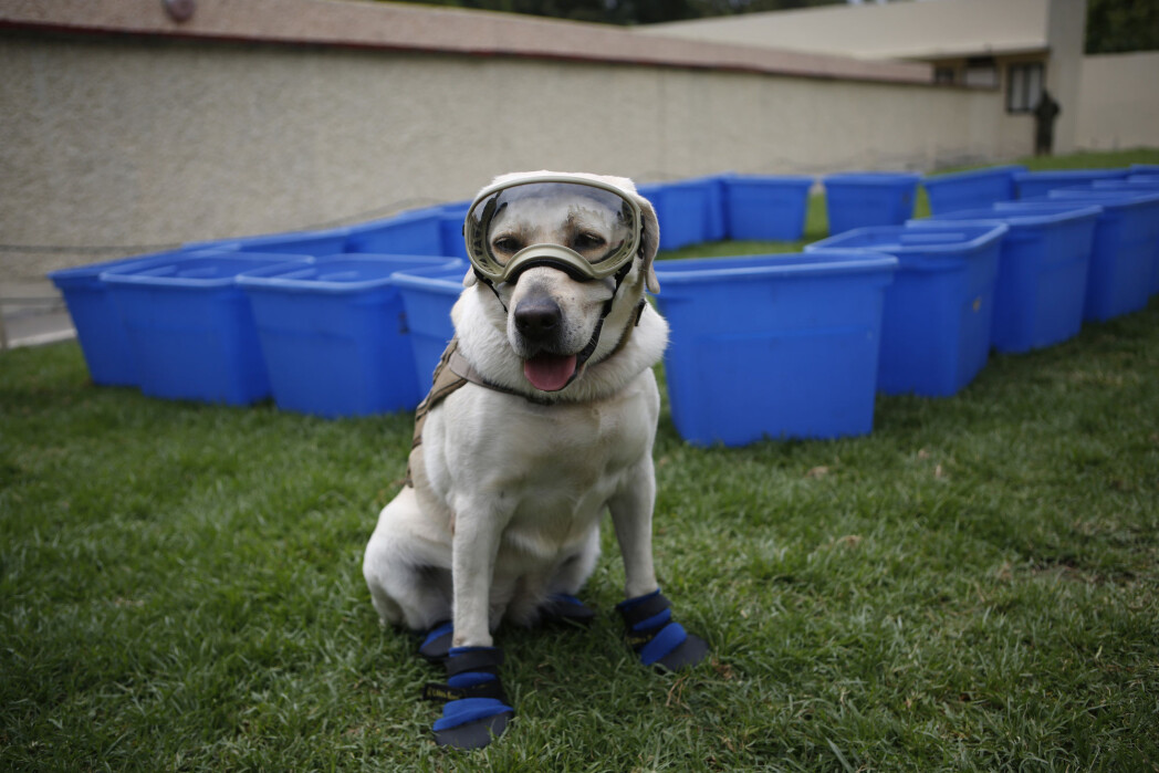 Frida, a Labrador retriever, is a retired search and rescue dog trained by the Mexican Navy to search for people trapped inside collapsed buildings. Here she's shown wearing protective gear at a press event in Mexico City in 2017. Frida, a Labrador retriever, is a retired search and rescue dog trained by the Mexican Navy to search for people trapped inside collapsed buildings. Here she's shown wearing protective gear at a press event in Mexico City in 2017.