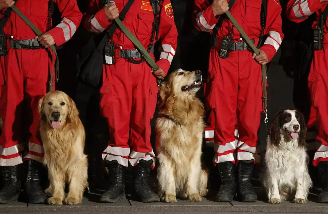 Chinese search and rescue dogs are seen with their handlers as they prepare to head to Nepal from Beijing on April 26, 2015.
