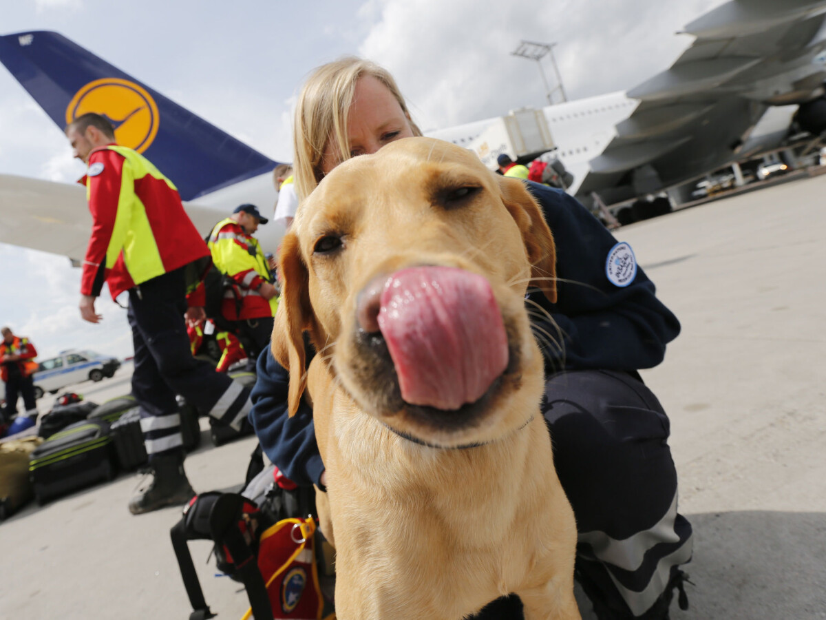 What Is The Best Breed Of Dog For Search And Rescue