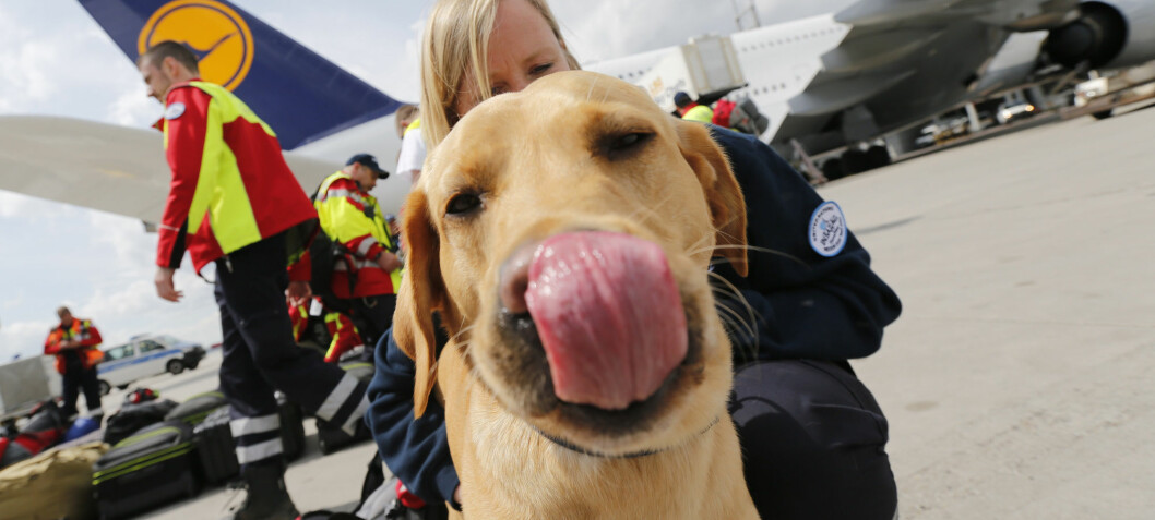 How do search and rescue dogs train to find missing people?