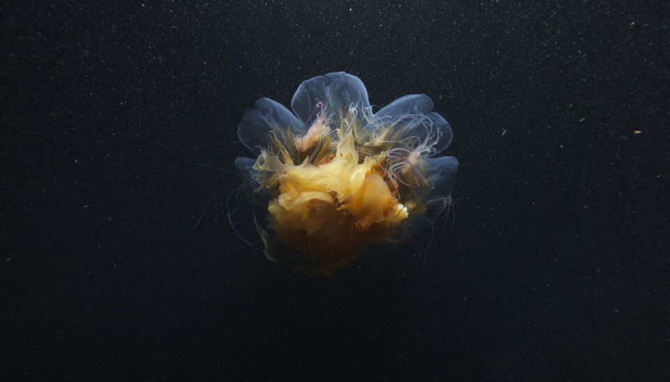 Stinging jellyfish (Cyanea arctica).