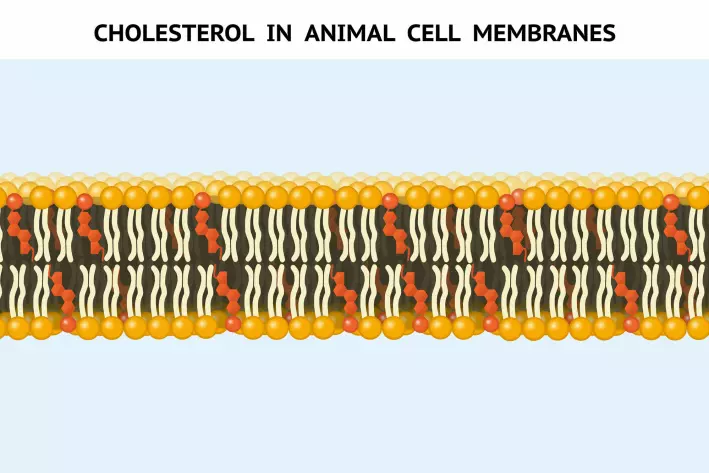The picture shows a cross section of the cell membrane. The yellow spheres with white tails are fat molecules, while the red shapes are cholesterol molecules. Cholesterol stabilizes the cell membrane wall so that it maintains optimal stiffness.