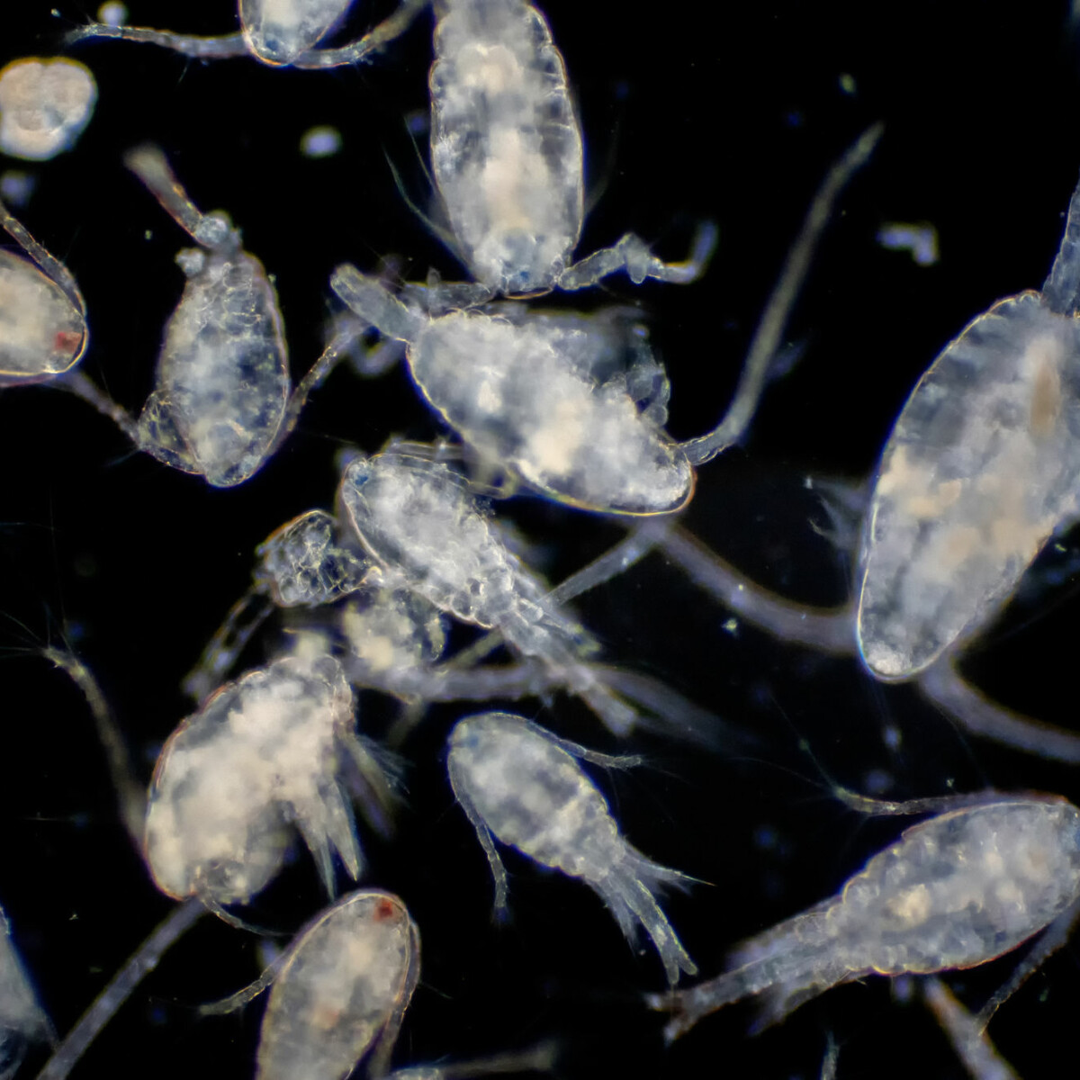 arctic zooplankton