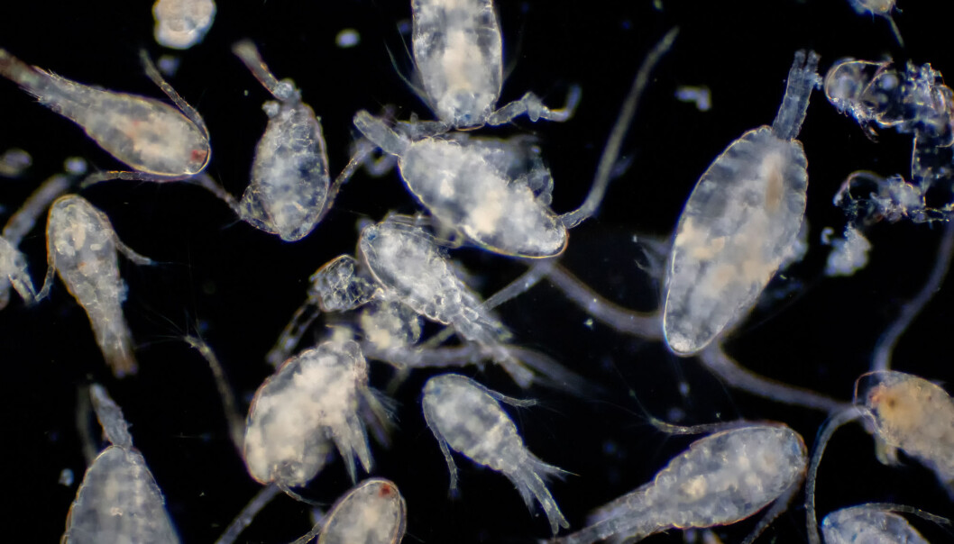 Zooplankton are the perfect packets of energy for animals like fish, birds and seals, to build up their important energy stores to survive the harsh polar night. Understanding these tiny animals is to understand the future. Zooplankton are the perfect packets of energy for animals like fish, birds and seals, to build up their important energy stores to survive the harsh polar night. Understanding these tiny animals is to understand the future.
