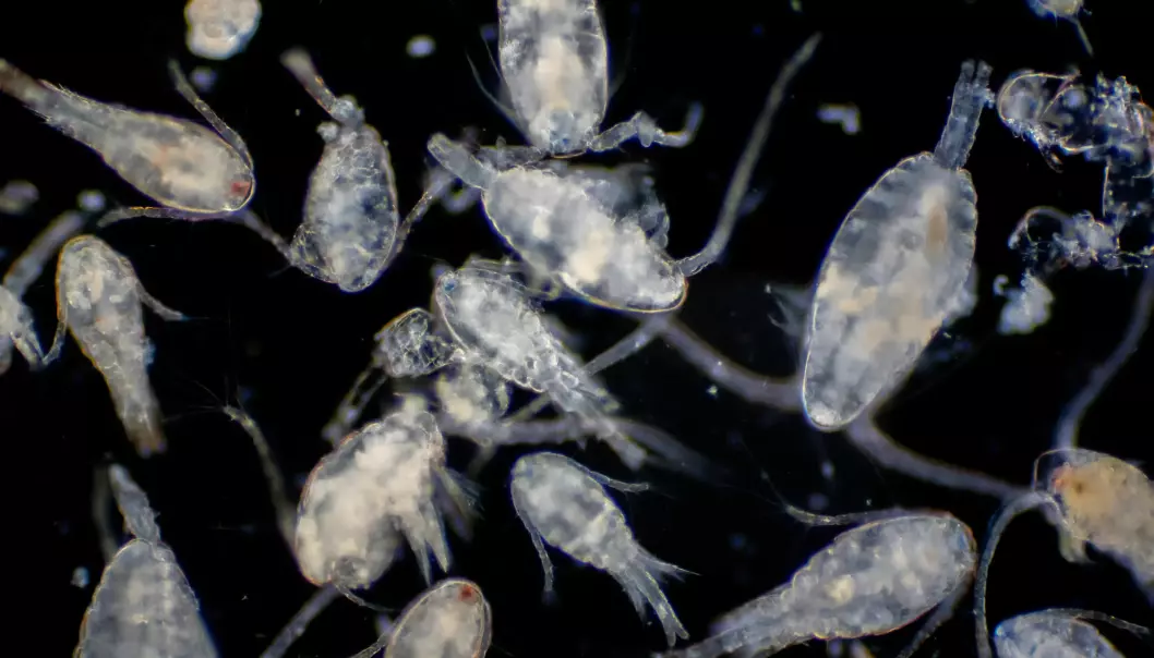 Zooplankton are the perfect packets of energy for animals like fish, birds and seals, to build up their important energy stores to survive the harsh polar night. Understanding these tiny animals is to understand the future.