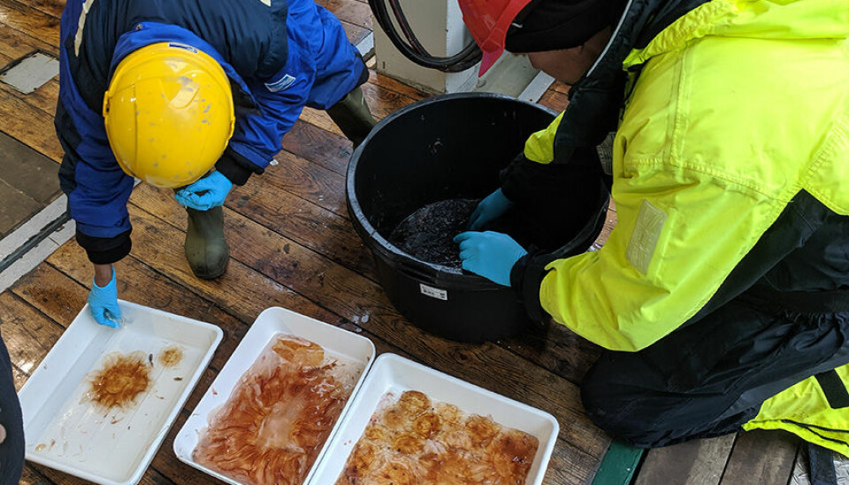 Marine biologists from The Nansen Legacy sort out a zooplankton catch onboard the icebreaker R/V Kronprins Haakon. Large nets are used to catch zooplankton which are then sorted into species and sampled for a range of analyses, including energetics.