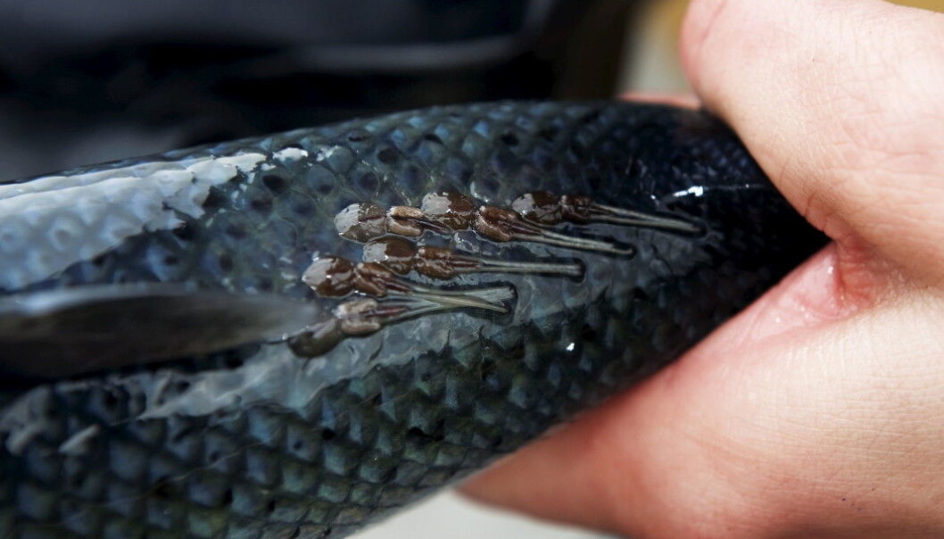Sea lice that were exposed to noise produced far fewer free-swimming larvae than lice in facilities without noise. Sea lice that were exposed to noise produced far fewer free-swimming larvae than lice in facilities without noise.