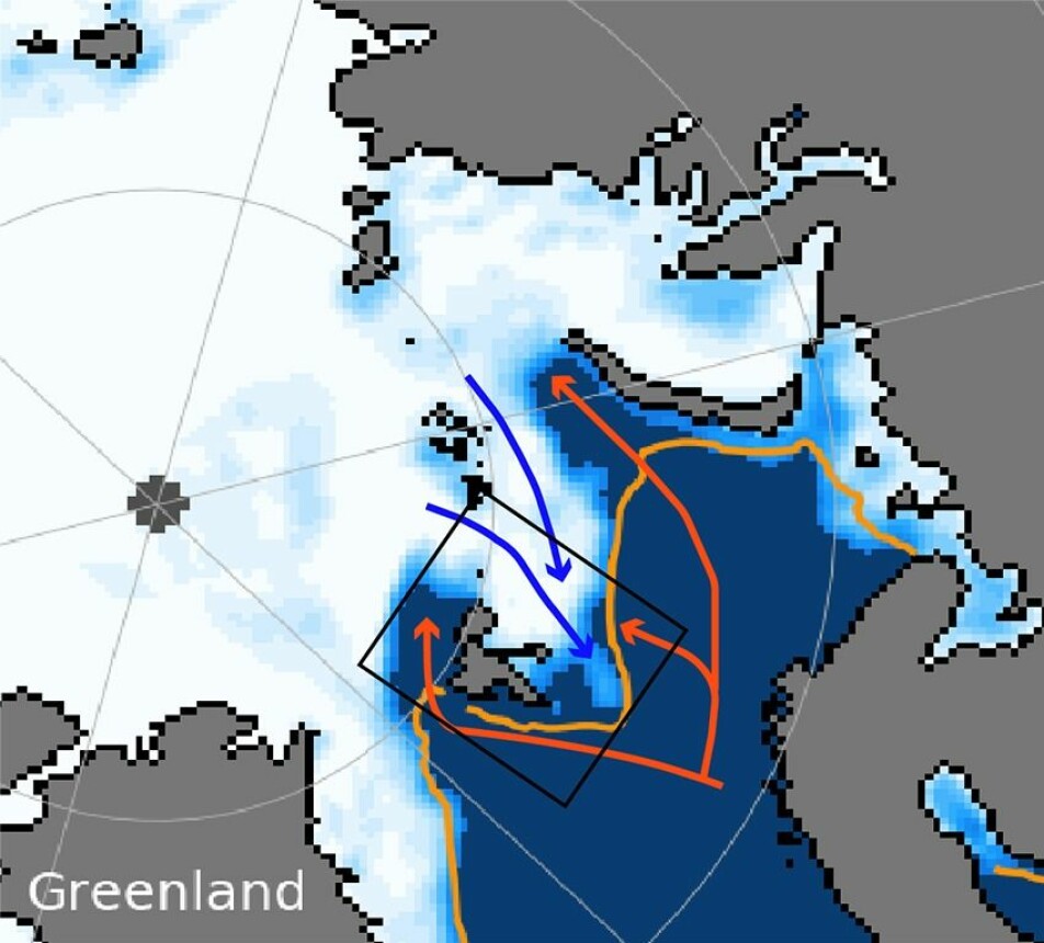Figure 1: Sea ice concentration (white) for 5 February 2021 taken from the National Snow and Ice Data Center (nsidc.org). The orange line marks the sea ice front over the years from 1981-2010. The red arrows indicate where the warm Atlantic Ocean water flows and the blue arrows indicate where Arctic water flows into the Barents Sea. The black box shows the cruise and the Nansen Legacy project’s study area.