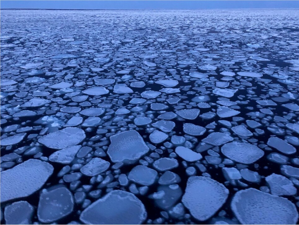 Pancakes in the waves - a field report from the wintery Barents Sea