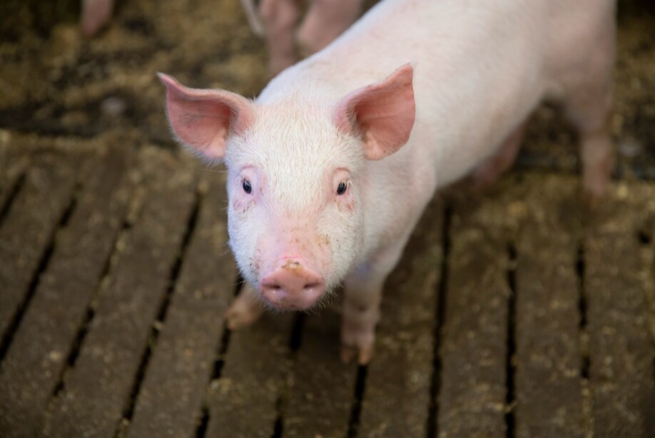 “Healthy animals are not only important for improved welfare, but also for food security and a stable agricultural economy,” says Özgün Candan Onarman Umu.