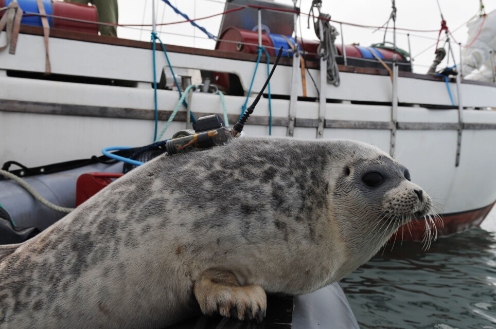Ringed seal with a transmitter glued to its fur. This instrument records dive data and measures salinity, temperature and the seal’s location. The data are sent to the researchers via satellites. The transmitter falls off during the seal’s annual moult.