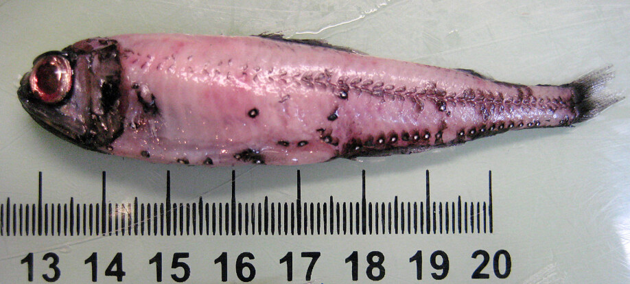 Small glacier lantern fish.
