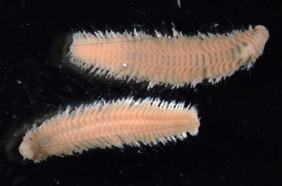 Bristle worms up close.
