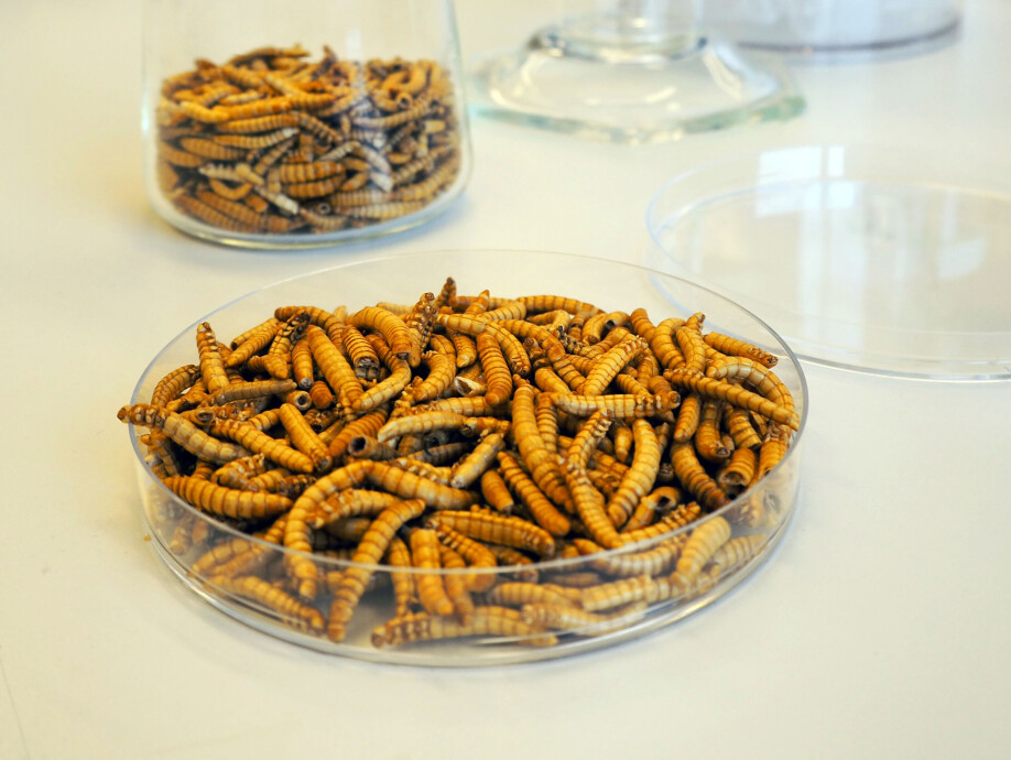 Insects being tested in the lab.