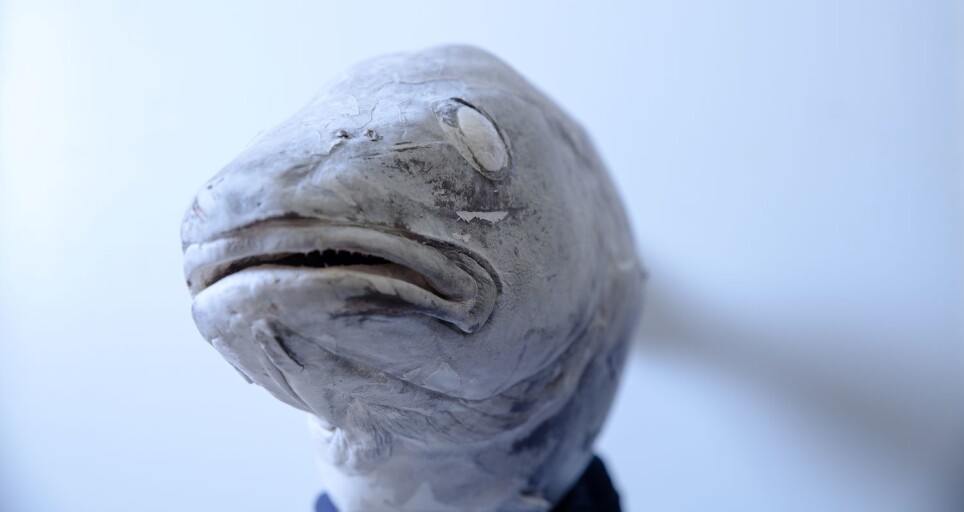You have never seen a colder fish! Storing fish under “normal” conditions is not cold enough. Lower storage temperatures could make a big improvement, says Svein Kristian Stormo.