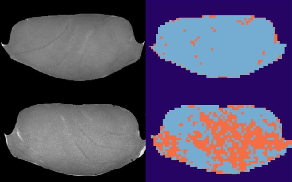 MRI images of fish samples frozen at minus 40 °C (top) and minus 20 °C (bottom). Analyzes of the images mark damaged tissue in orange.