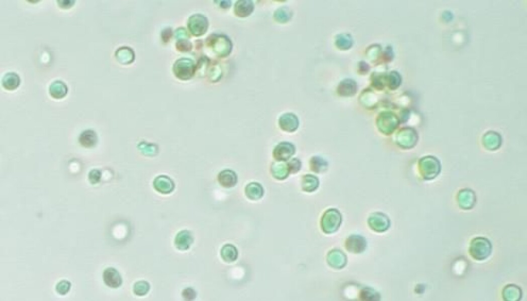 Here you can see the algal genus <span class=" italic" data-lab-italic_desktop="italic">Nannochloropsis</span>. The photo was taken at Wageningen University. Here you can see the algal genus <span class=" italic" data-lab-italic_desktop="italic">Nannochloropsis</span>. The photo was taken at Wageningen University.