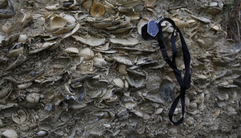 Fossils contain information on the evolution of life before our time. This photo shows 2 million years old fossils found in New Zealand.