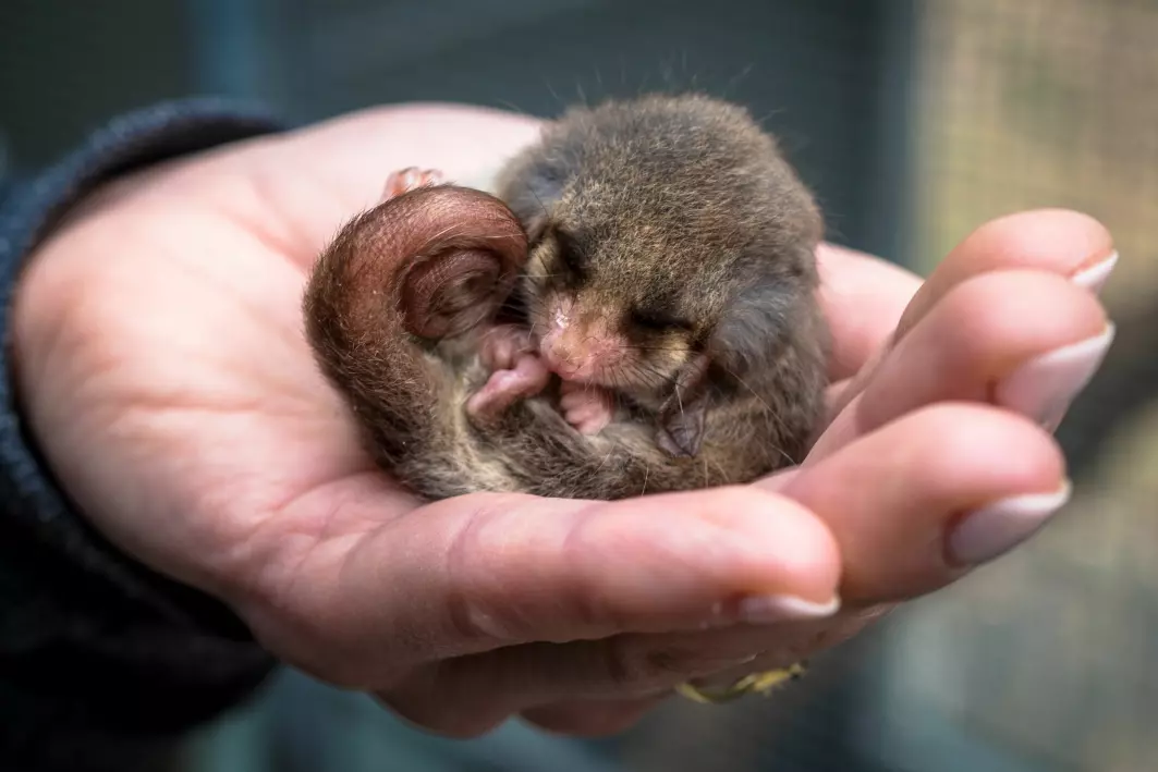 This small Australian marsupial, Cercartetus nanus, goes into hibernation when temperatures drop. But what really happens when an animal becomes torpid and hibernates?