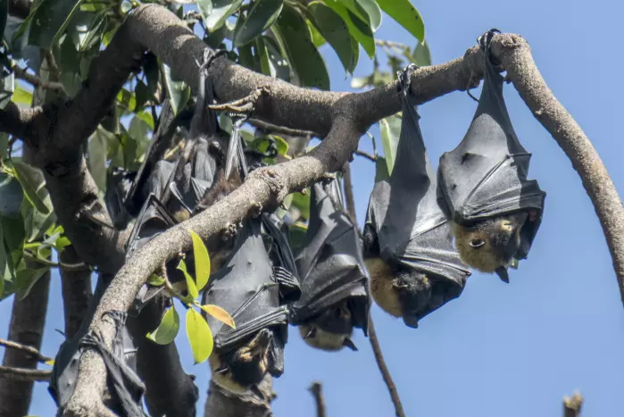 All Norwegian bat species become torpid, says Claire Stawski. This image shows Australian bats, also called flying foxes or fruit bats.