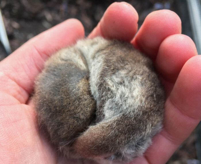 Marsupials of the species <span class=" italic" data-lab-italic_desktop="italic">Cercartetus nanus</span> in torpor condition. Marsupials of the species <span class=" italic" data-lab-italic_desktop="italic">Cercartetus nanus</span> in torpor condition.