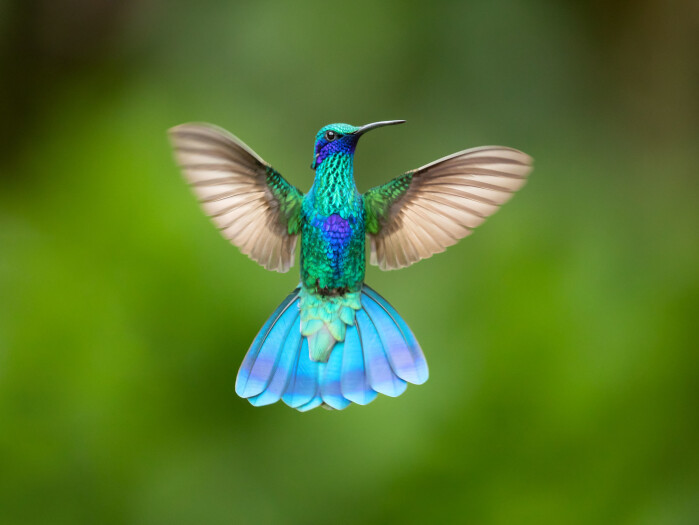 Hummingbirds can decide to become torpid to save energy on long journeys. Hummingbirds can decide to become torpid to save energy on long journeys.