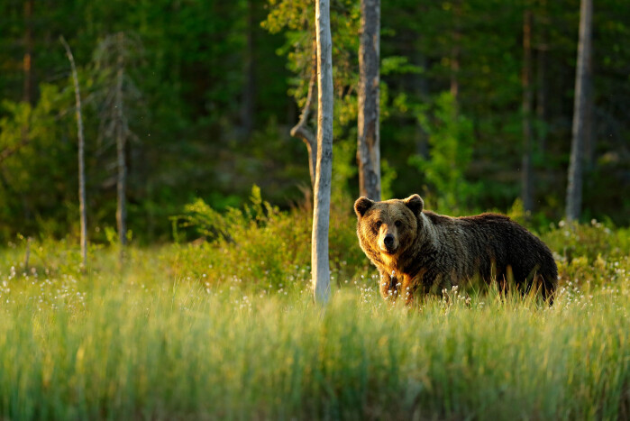 If bears hibernate or not is a point of contention. But one thing is certain: They spend as few calories as possible during the long winter months. If bears hibernate or not is a point of contention. But one thing is certain: They spend as few calories as possible during the long winter months.